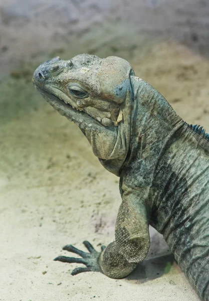 Iguana. Zoológico Vensky. Austria — Foto de Stock