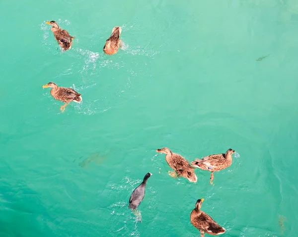 Patos-reais e lisca — Fotografia de Stock