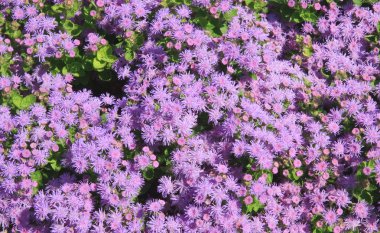 mor papatya (aster amelloides). arka plan