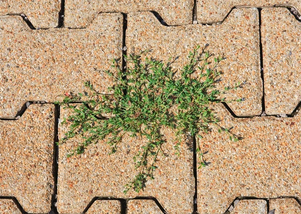 Road tiles with knotweed, sprouted through joint tiles — Stock Photo, Image