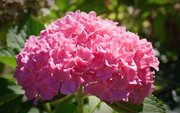 Pink hydrangea — Stock Photo, Image