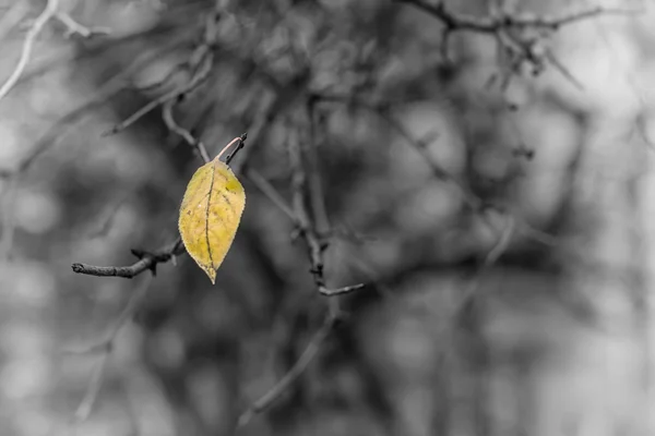 Gelbes Blatt — Stockfoto