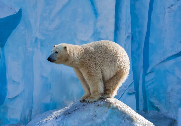 Urso polar — Fotografia de Stock