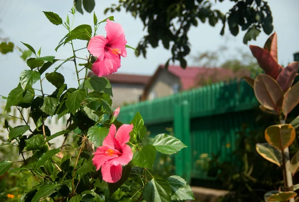 Bloemen op de voorgrond — Stockfoto