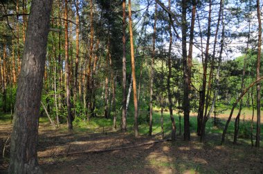 güneşli çam ormanı