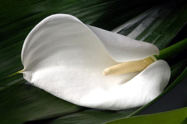 Calla lily flower