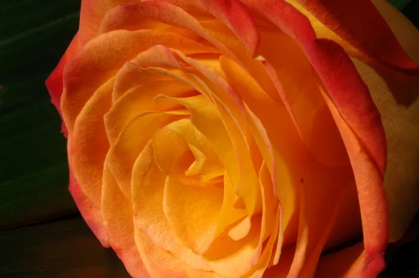 Крупный план желтой розы — стоковое фото