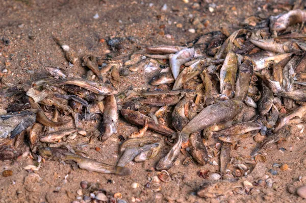 Νεκρά ψάρια στην παραλία — Φωτογραφία Αρχείου