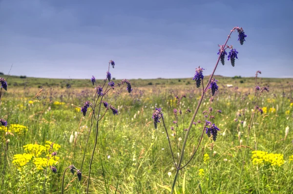 Violet flower on steppe — Stock Photo, Image