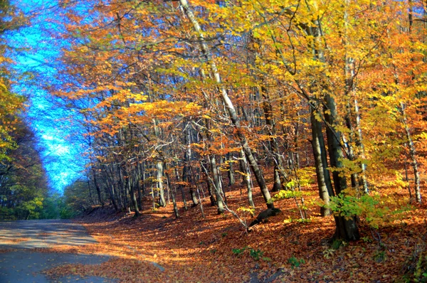 Schöne Herbststimmung — Stockfoto