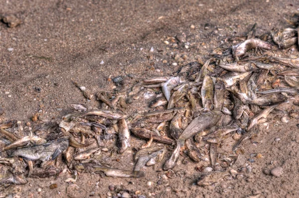 Dode vis op het strand — Stockfoto