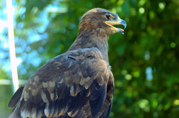 Pájaro de presa — Foto de Stock