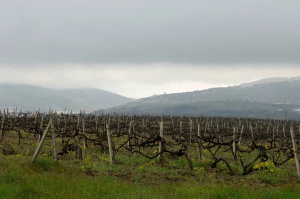 Krajina s vinicemi, hory v pozadí — Stock fotografie