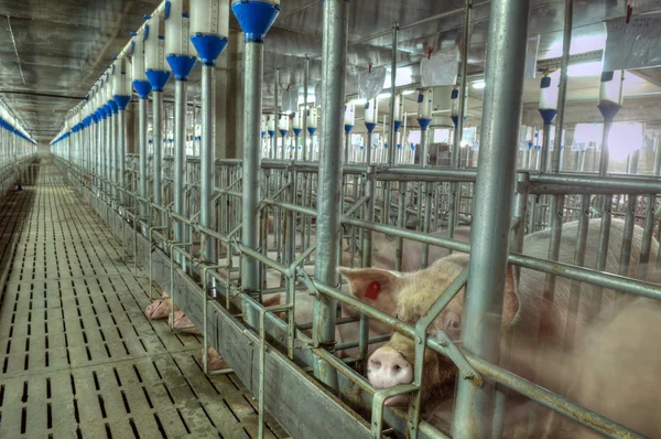 돼지고기 공장 — 스톡 사진