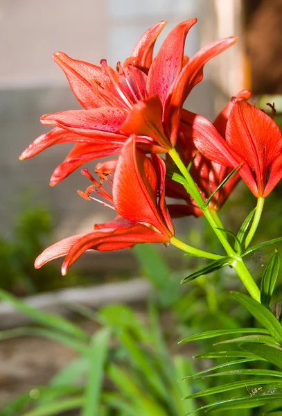 En blomma säng av orange lillies — Stockfoto