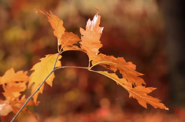 Chêne en automne — Photo