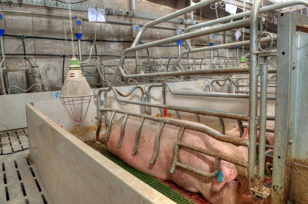 Pork plant — Stock Photo, Image
