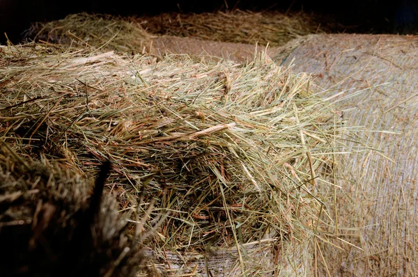 Paja de oro en un granero apilado en la granja — Foto de Stock