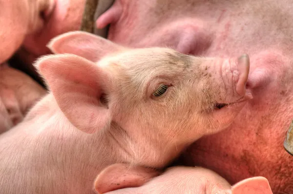 Mamãe porco alimentação bebê porcos — Fotografia de Stock