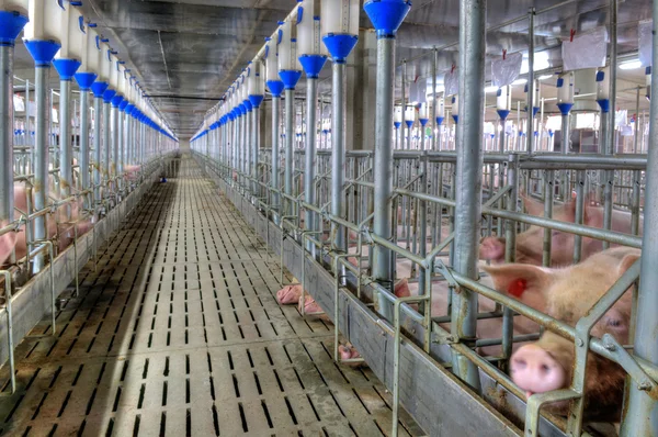 돼지고기 공장 — 스톡 사진