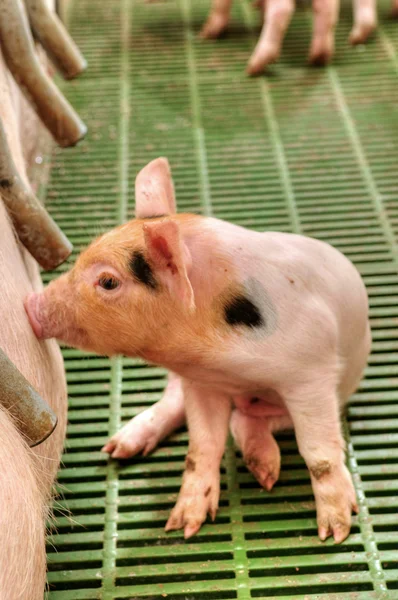 Mama-Schwein füttert Baby-Schweine — Stockfoto