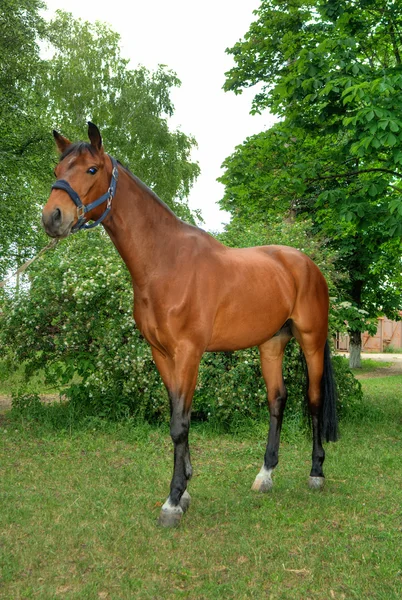 Belo cavalo castanho — Fotografia de Stock