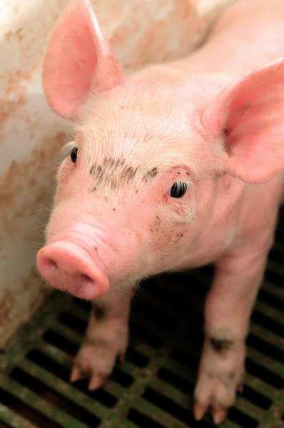 Baby pig in a pigsty — Stock Photo, Image