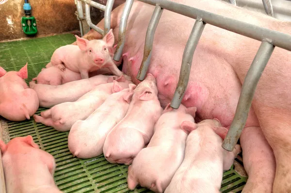 Mamãe porco alimentação bebê porcos — Fotografia de Stock