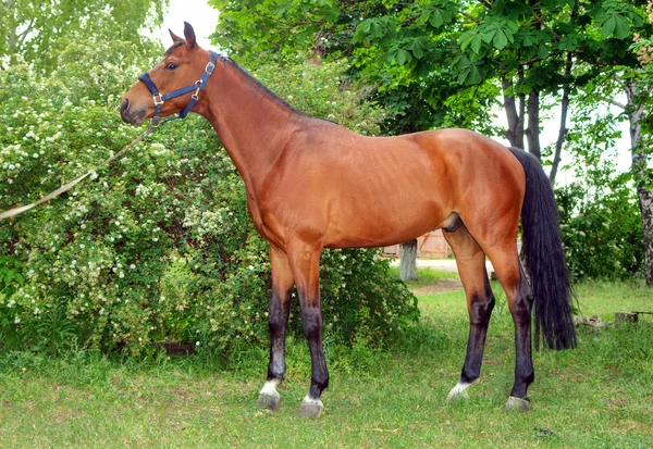 Schönes braunes Pferd — Stockfoto