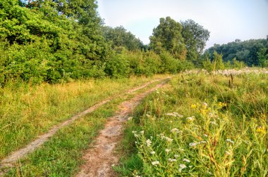Ormandan geçen bir yol