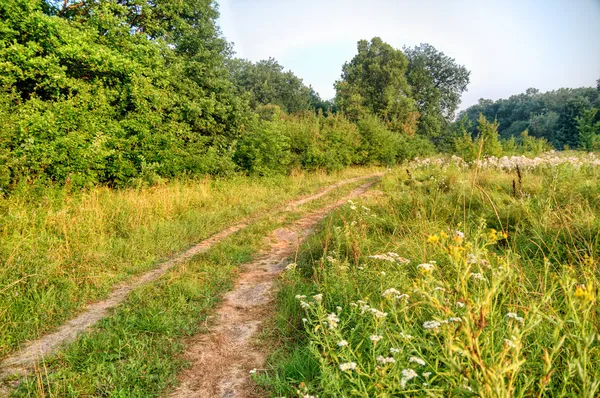 Ormandan geçen bir yol — Stok fotoğraf