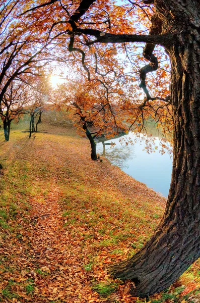 Lac, bois d'automne et ciel bleu — Photo