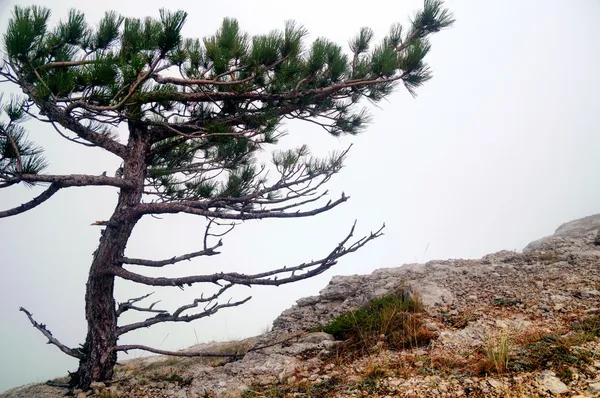 Τοπίο μιας ορεινής κοιλάδας στην Κριμαία — Φωτογραφία Αρχείου