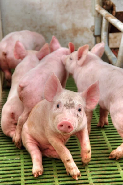 Baby pig in a pigsty — Stock Photo, Image