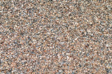 doğal arka plan - deniz kabukları