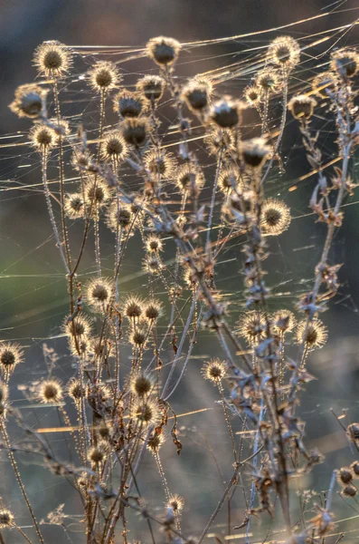 Bush di una bardana — Foto Stock