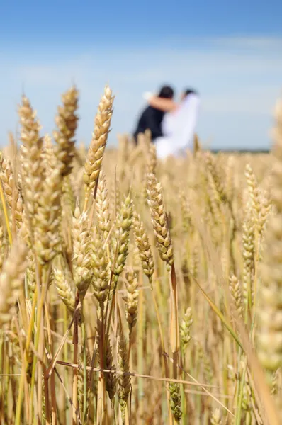 Orejas doradas en el campo, en el fondo de los recién casados, su — Foto de Stock