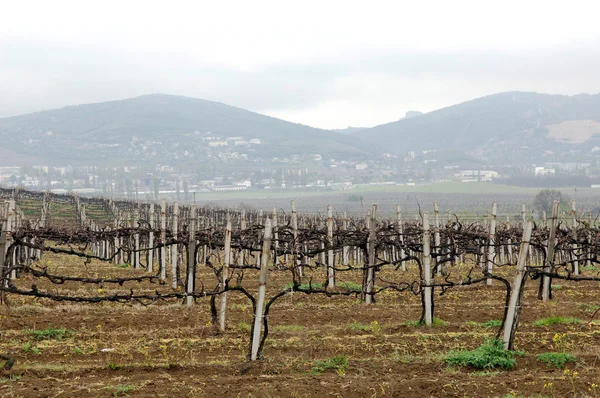 Campo com uma vinha em primeiro plano — Fotografia de Stock