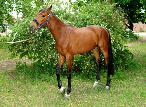 Bellissimo cavallo marrone — Foto Stock