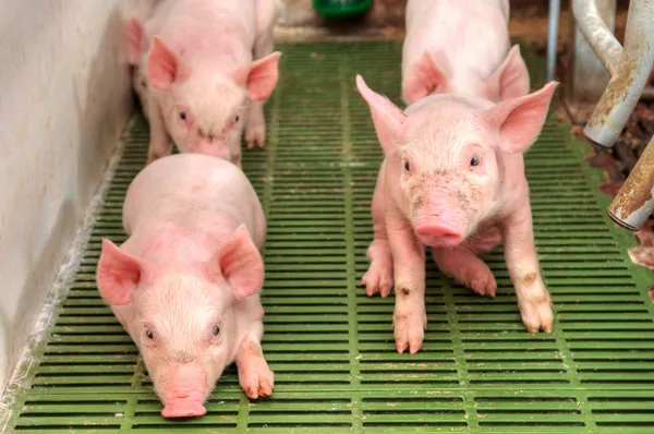 Baby pig in a pigsty — Stock Photo, Image