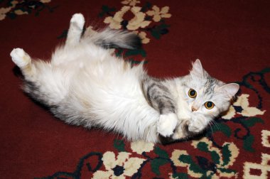 katta oturan bir kedi