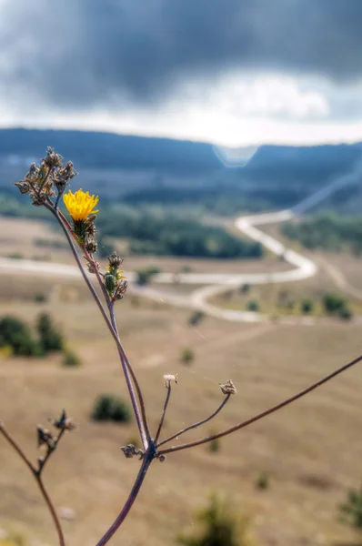 Bush di una bardana — Foto Stock