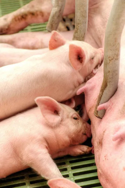 Baby pig in a pigsty — Stock Photo, Image