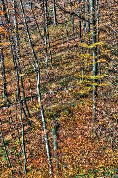 Borový les po dešti — Stock fotografie