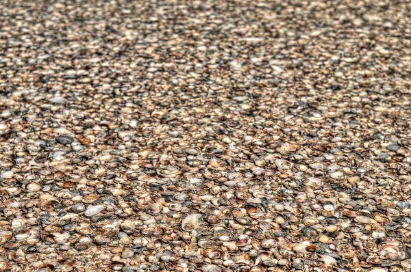 Natural background - sea shells — Stock Photo, Image