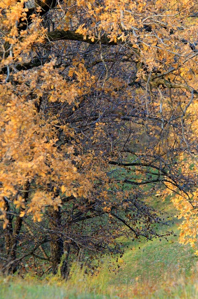 Forêt d'automne — Photo