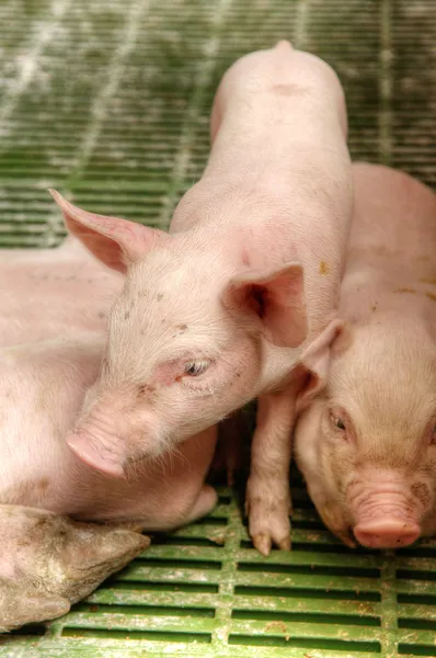 Babyschwein im Schweinestall — Stockfoto