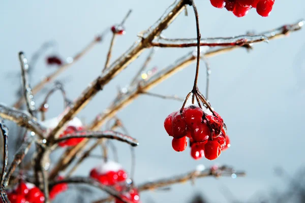 Red rowan tree in winter forest — Stock Photo, Image
