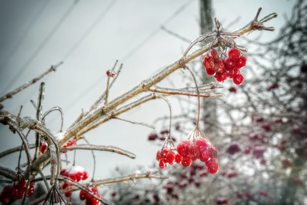 Rowan rouge dans la forêt d'hiver — Photo