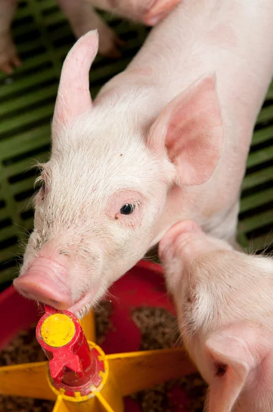 Baby varken in een varkensstal — Stockfoto